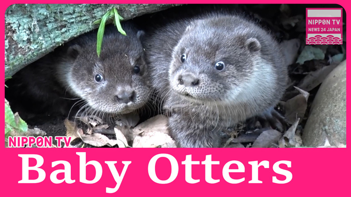 Twin baby otters on display at Yokohama Zoo