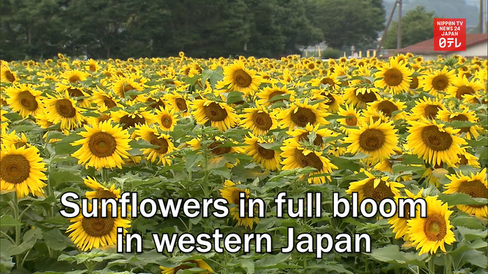 Sunflowers in full bloom in western Japan
