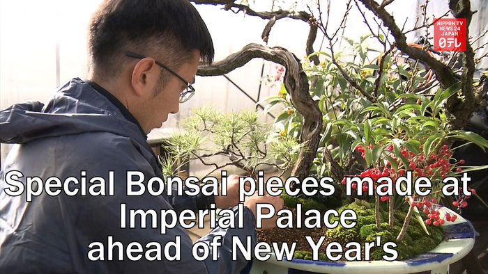 Special Bonsai pieces made at Imperial Palace ahead of New Year's