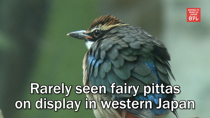 Rarely seen fairy pittas on display in western Japan