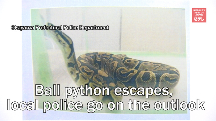 Ball python escapes, local police go on the outlook