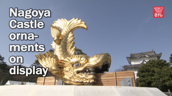 Nagoya Castle's golden rooftop ornaments on display