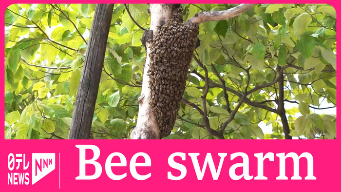 Large swarm of bees appears in middle of Tokyo