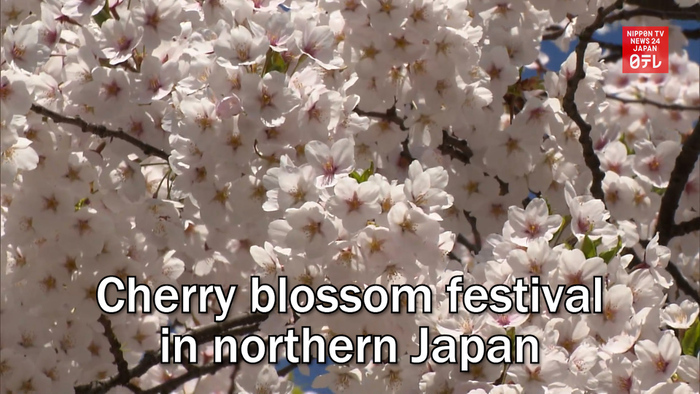 Cherry blossom festival in northern Japan