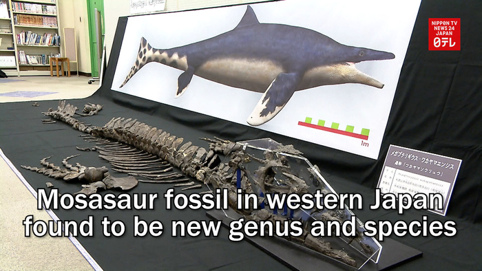 Mosasaur fossil in western Japan found to be new genus and species