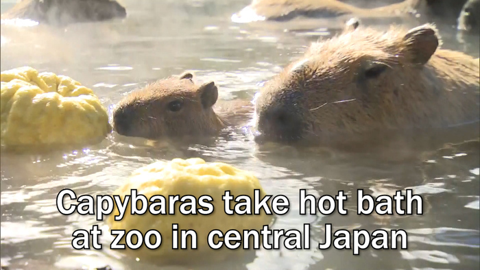 Capybaras take hot bath at zoo in central Japan