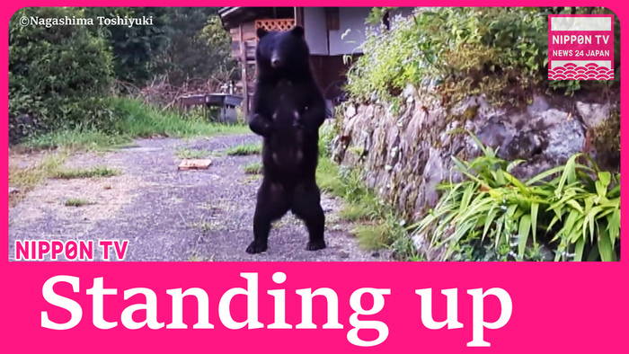  Bear stands on hind legs after noticing person nearby