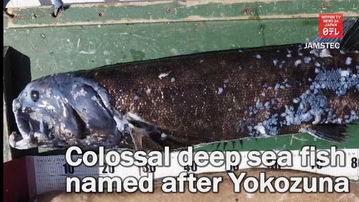Colossal deep-sea fish named after Yokozuna