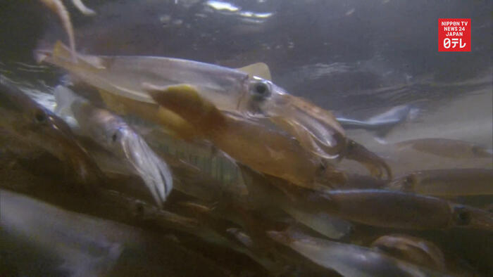 Squid demand down due to coronavirus pandemic