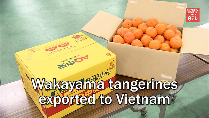 Wakayama tangerines exported to Vietnam