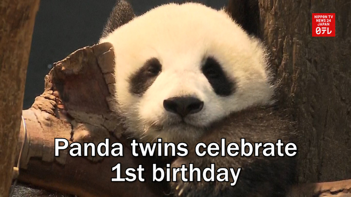 Panda twins celebrate 1st birthday | Nippon TV NEWS 24 JAPAN