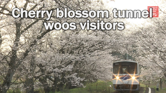 Cherry blossom tunnel woos visitors