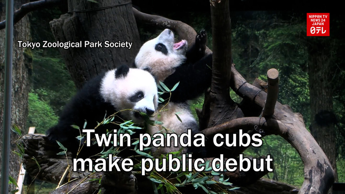 Twin panda cubs make public debut
