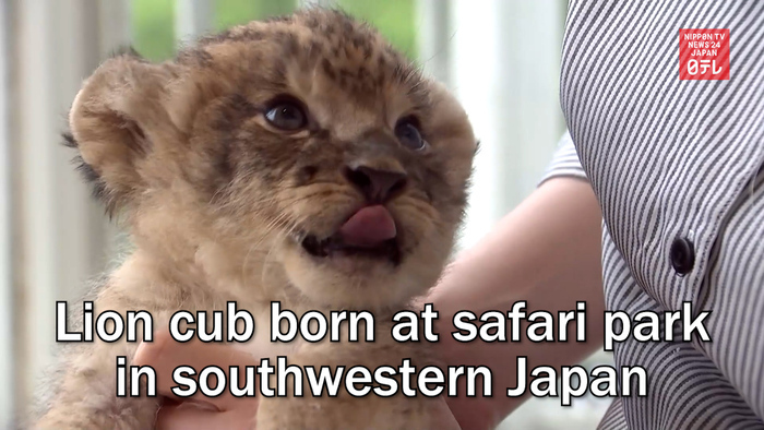 Lion cub born at safari park in southwestern Japan