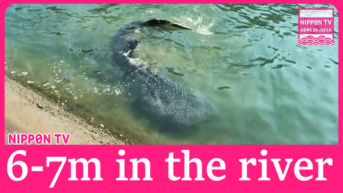 Whale shark about 6-7 meters long spotted in southwestern Japan river