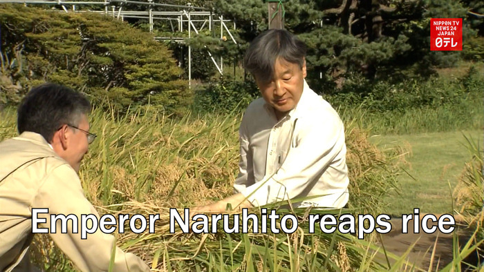 Emperor Naruhito reaps rice