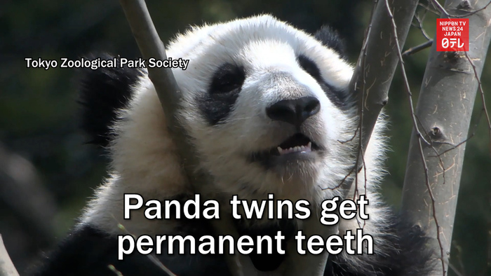 Panda twins get permanent teeth