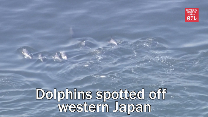 Pod of dolphins spotted off artificial island in western Japan