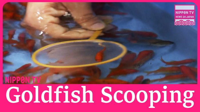 Goldfish scooping contest held in goldfish producing city