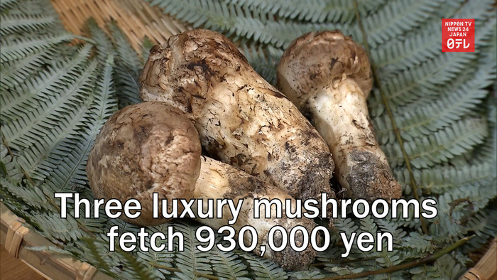 Three luxury mushrooms fetch 930,000 yen in auction