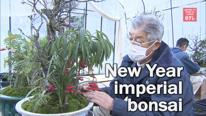 Preparation of New Year imperial bonsai