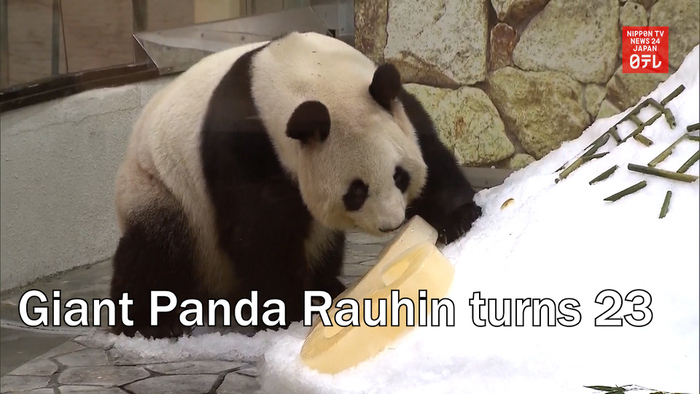 Giant Panda Rauhin turns 23 