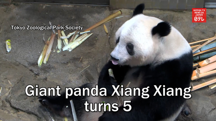 Giant panda Xiang Xiang turns 5