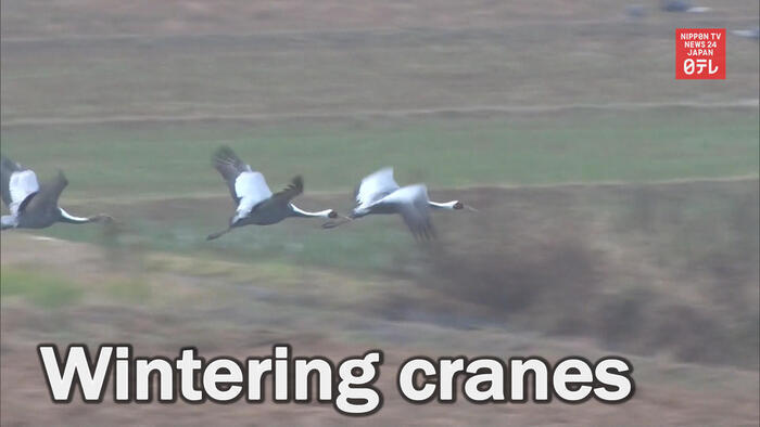 Wintering cranes