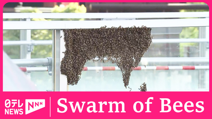 Swarm of bees surprises people in central Tokyo