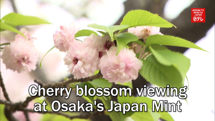 Cherry blossom viewing at Osaka's Japan Mint