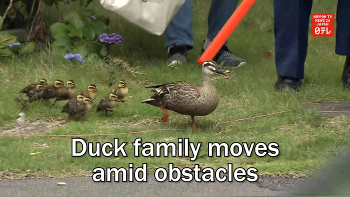 Duck family moves amid obstacles