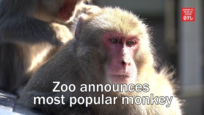 Zoo announces most popular monkey