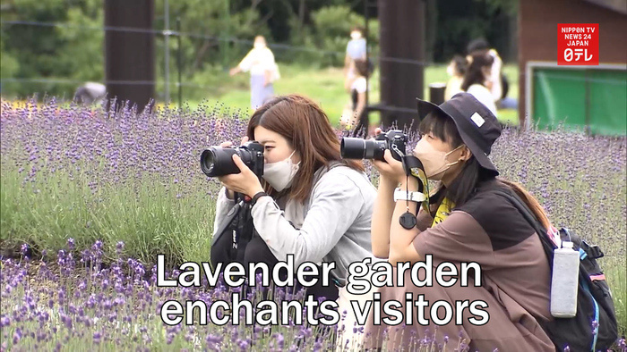 Lavender garden enchants visitors