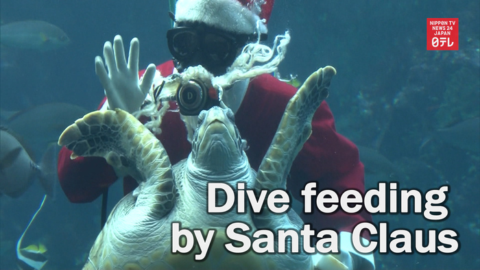 Dive feeding by Santa Claus