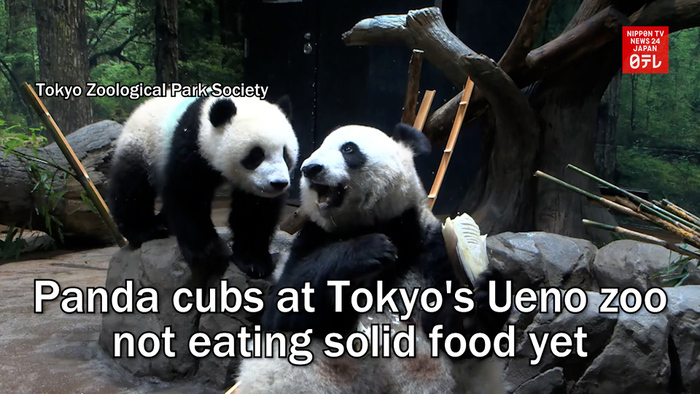Panda cubs at Tokyo's Ueno zoo not eating solid food yet