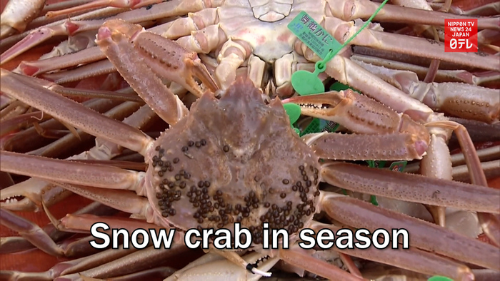 Snow crab in season in Japan