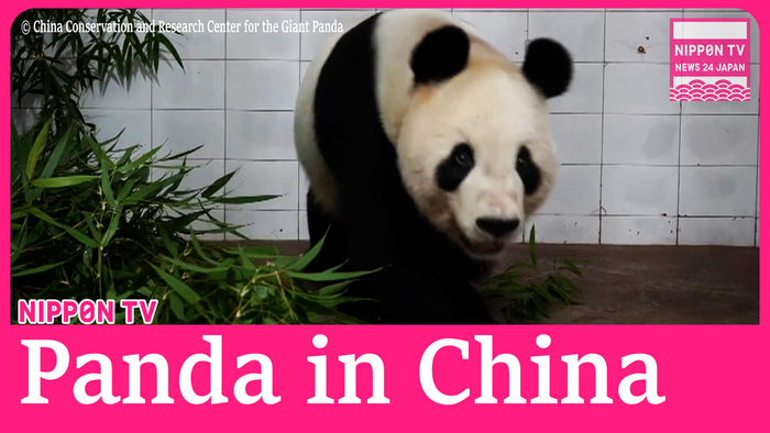 Footage released of giant pandas Ri Ri and Shin Shin after arrival in China