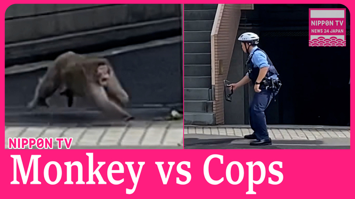 Wild monkey confronts cop in Tokyo