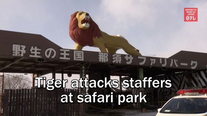 Tiger attacks staffers at safari park