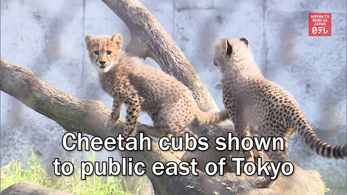 Cheetah cubs shown to public east of Tokyo