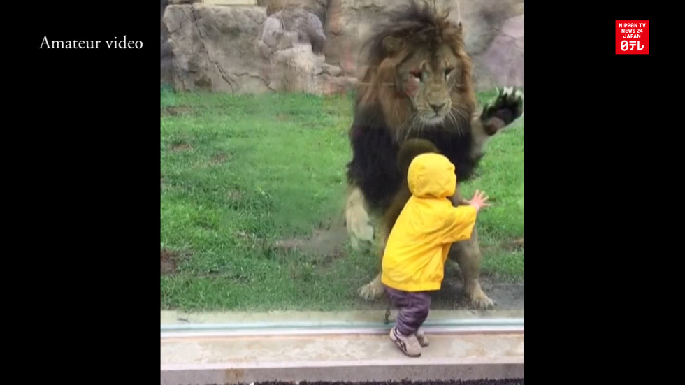 Boy has close encounter with lion