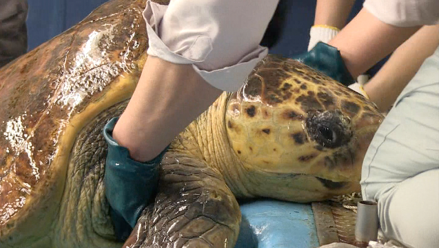 Japan’s oldest sea turtle on the mend