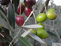 olive- 37.jpg
