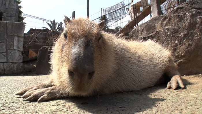 相葉雅紀も高畑淳子も珍回答連発 癒しのカピバラクイズ 嗚呼 みんなの動物園 嗚呼 みんなの動物園 日本テレビ