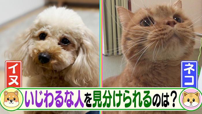 ペット 犬 猫 比較