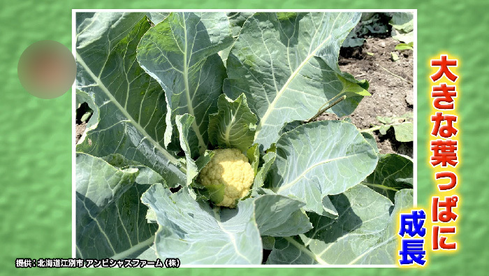 今が旬 北海道のおいし い夏野菜を使って 1皿で理想の体が手に入る パワーサラダ 世界一受けたい授業 日本テレビ