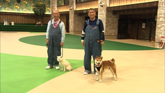 ビートたけしの愛犬がテレビ初登場 志村けんの愛犬と初めてのお散歩へ 日テレtopics 日本テレビ