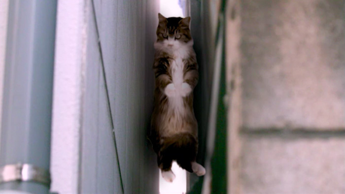 人が入れない狭さのすき間に猫が 救出に成功した消防隊員のアイデアとは The突破ファイル 日本テレビ